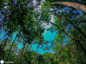 Forest in Kuruwita Sri Lanka
