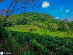 Kuruwita Tea - Ceylon Tea