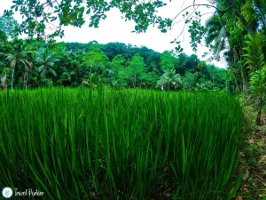 Kuruwita